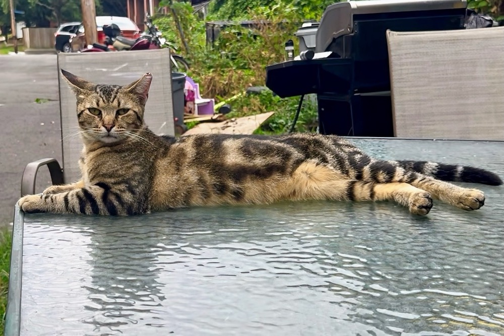 Cat On Table