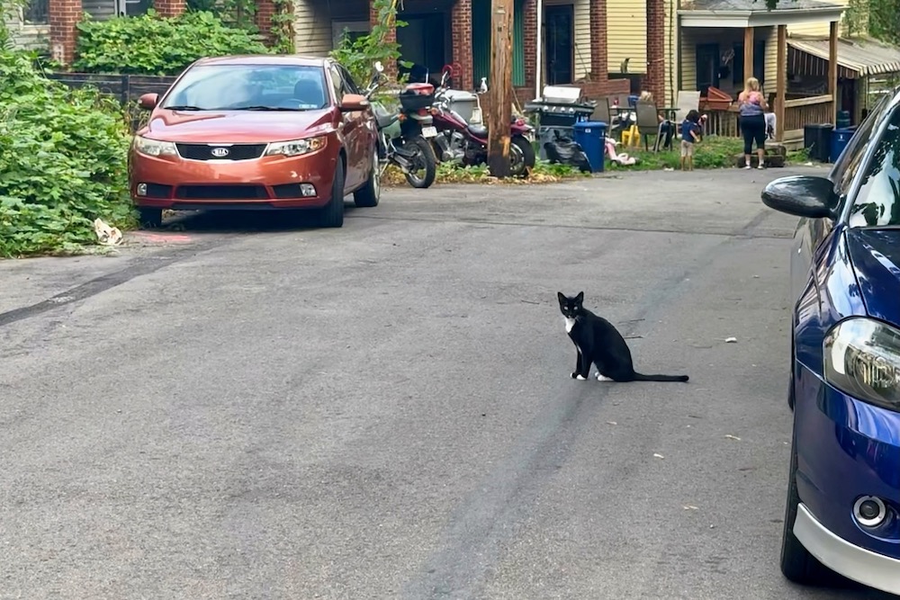 Cat On Mount Hope Road