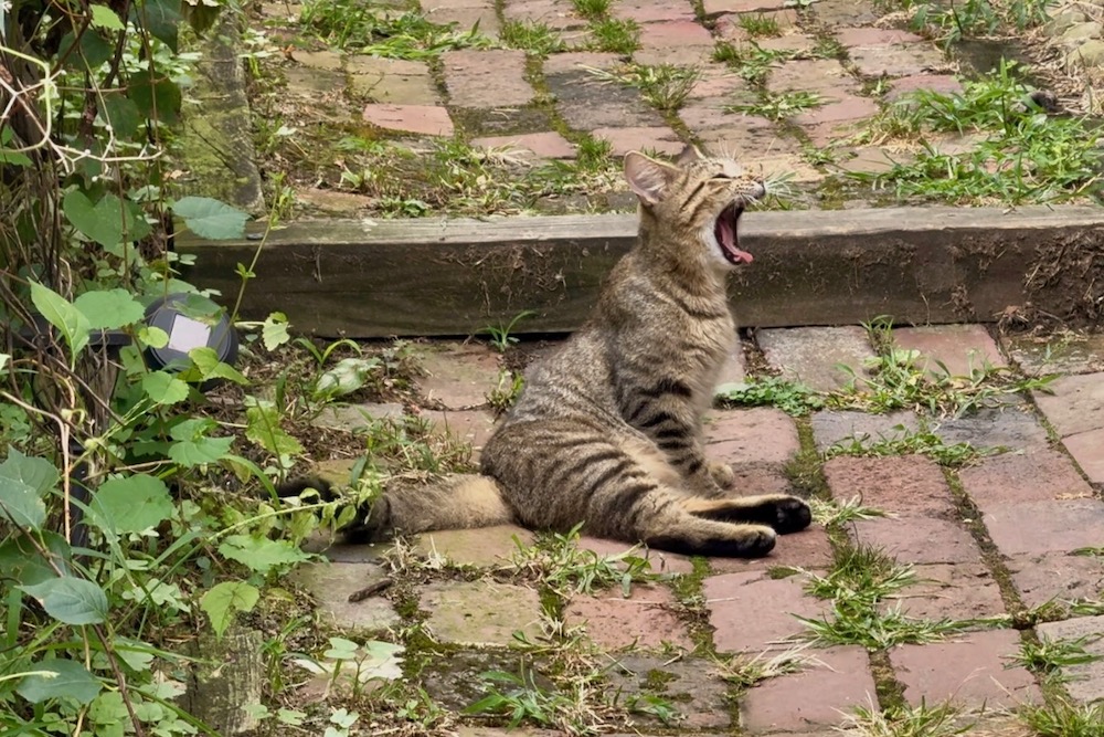 Cat Yawning