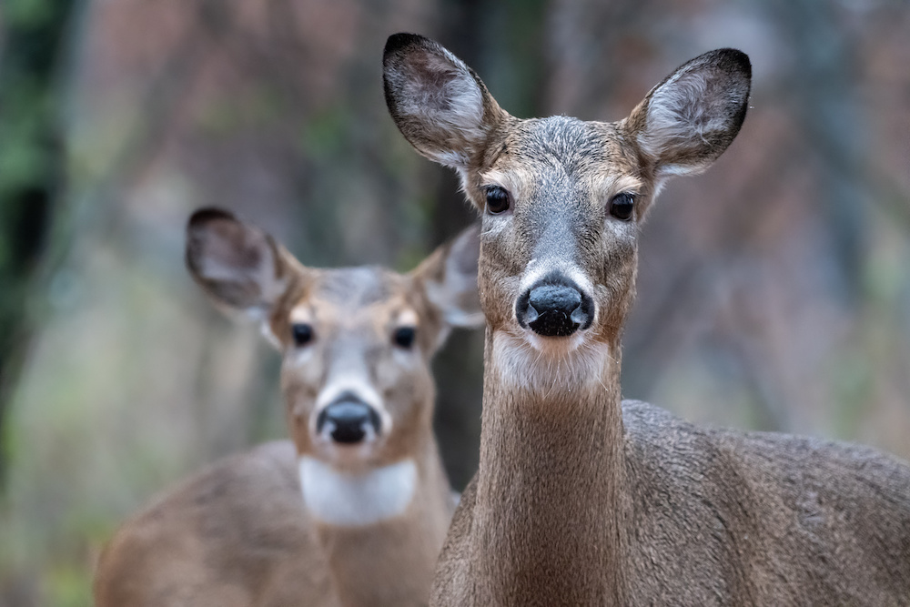 Pair Of White Tailed Deer