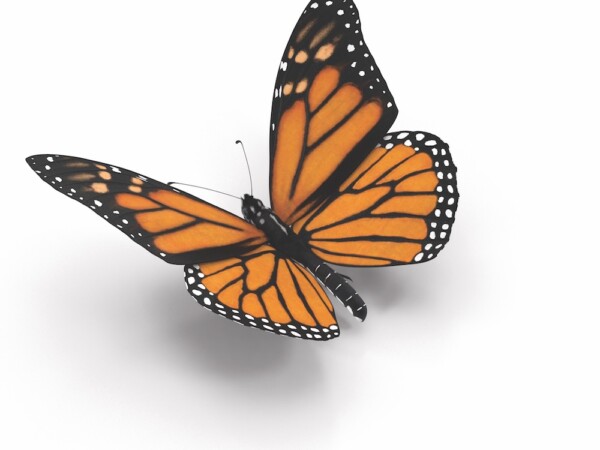 Monarch Butterfly On The Top Scene Or Side Preview